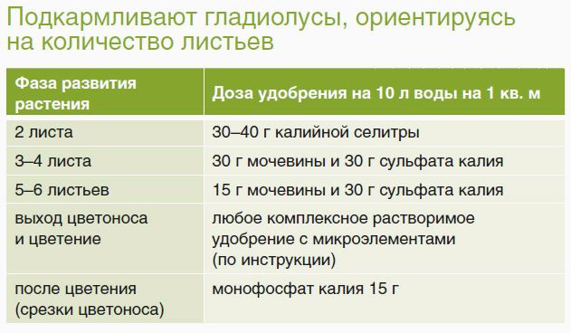 Гладиолус: как защитить от болезней и вредителей