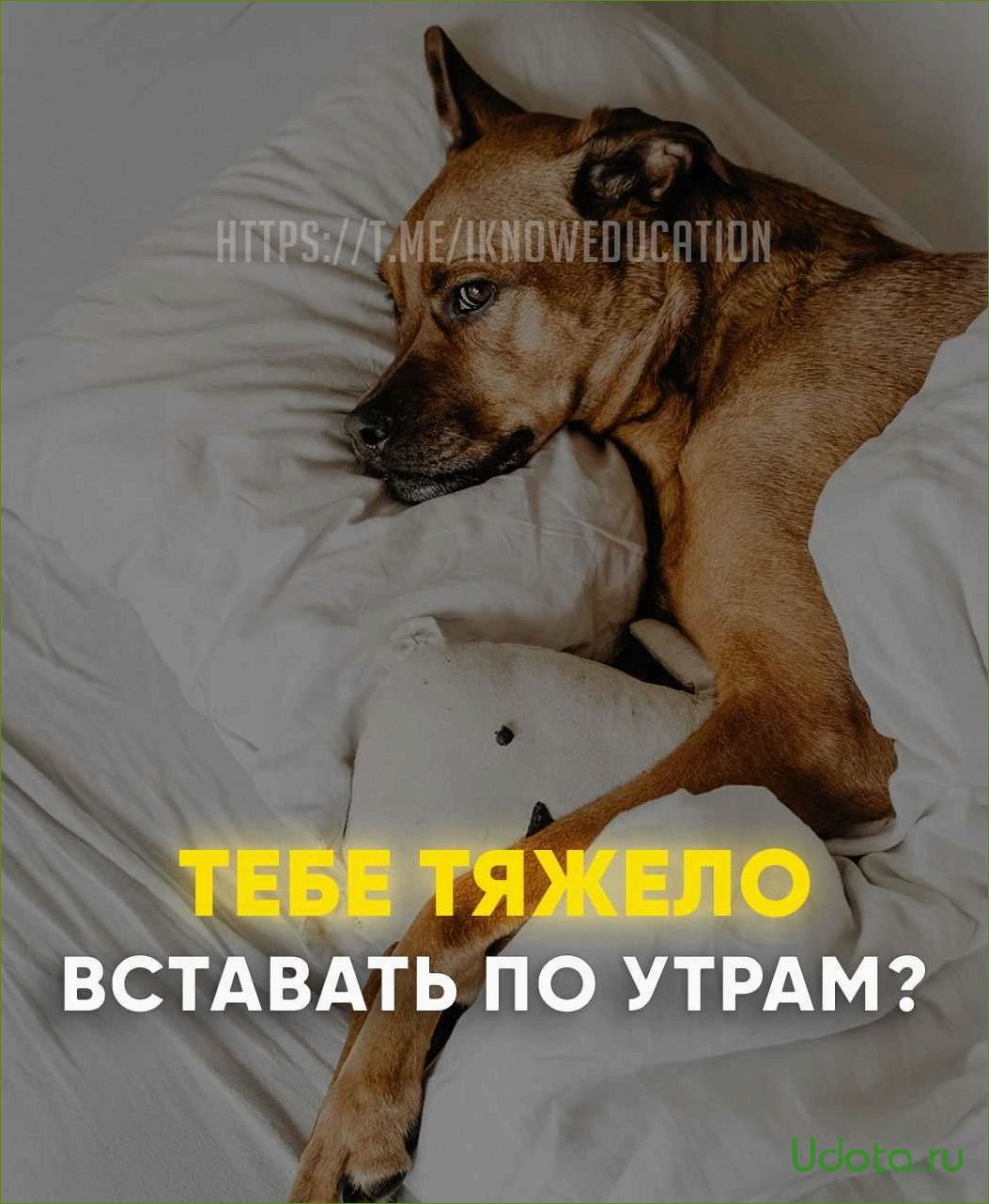 10 умных пород собак, которым нельзя бездельничать