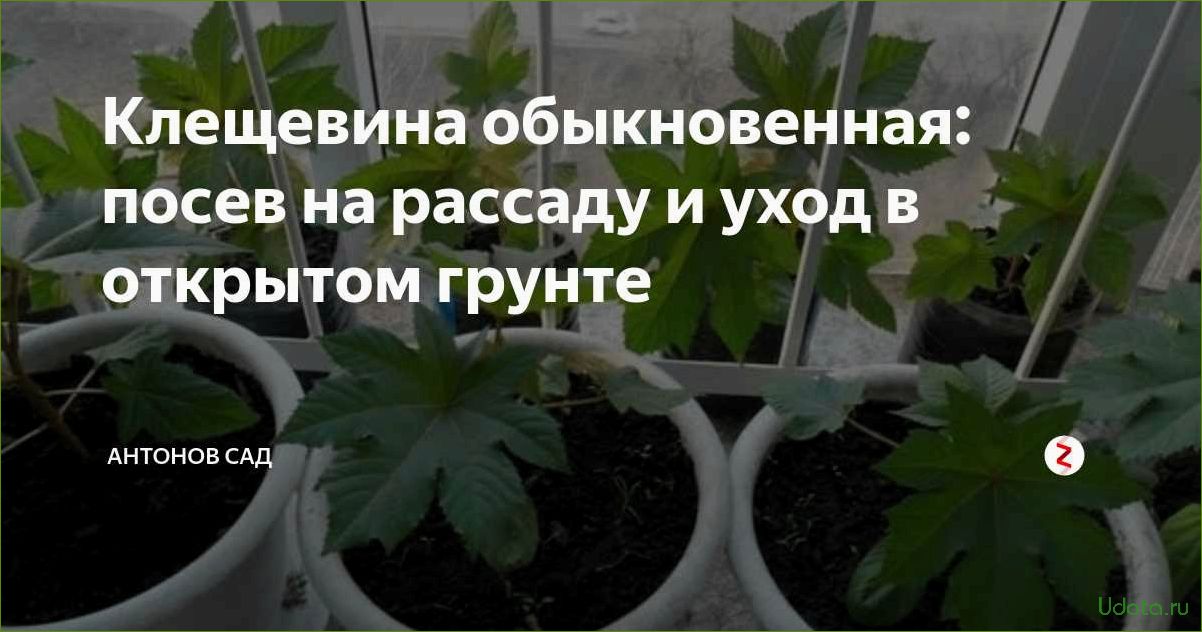 Клещевина: мастер-класс по выращиванию клещевины от посева на рассаду до цветения