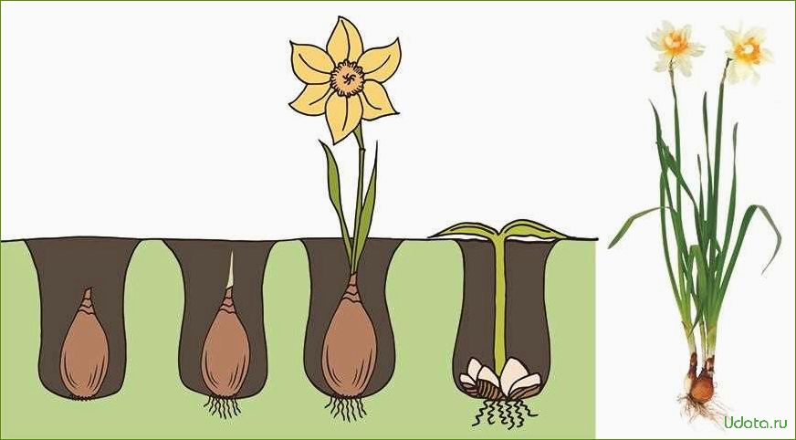 Когда выкапывать тюльпаны и нарциссы, как и зачем это делать