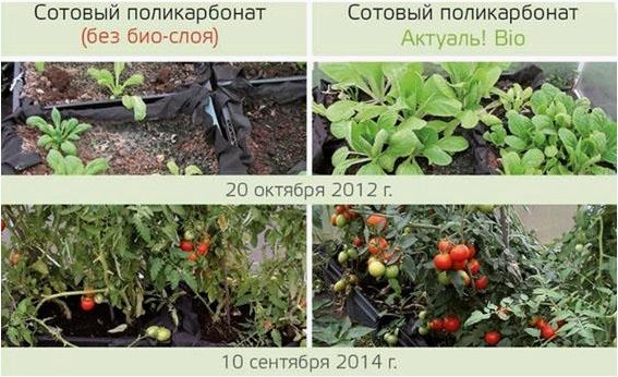 Выбирайте сотовый поликарбонат для теплицы