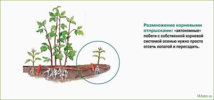 Черенкование роз бурито. Черенкование плетистой розы. Размножение плетистой розы отводками. Укоренение плетистой розы. Размножение плетистой розы отводками летом.