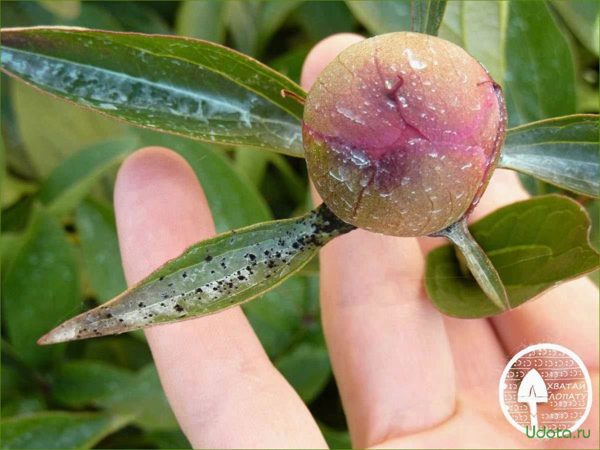 Болезни и вредители пионов: фото, описание и борьба с ними