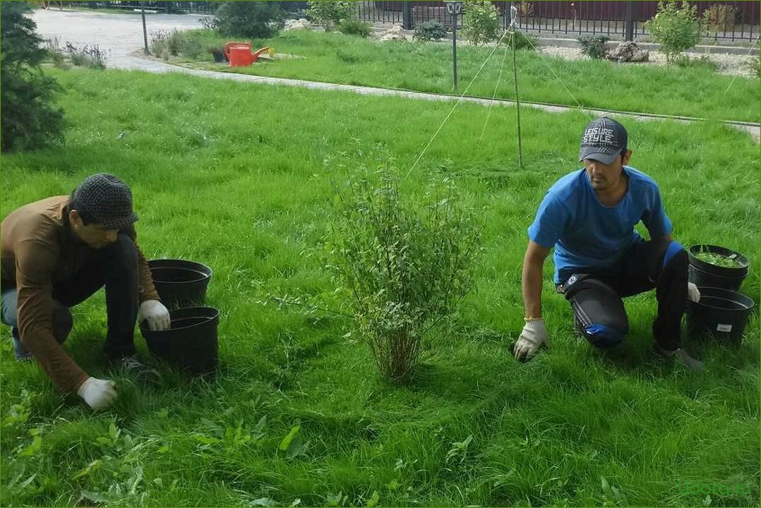 Как создать и поддерживать газон без сорняков