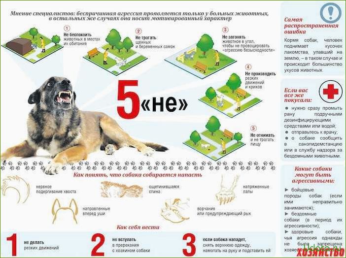 Как предотвратить нападение собаки: советы и рекомендации