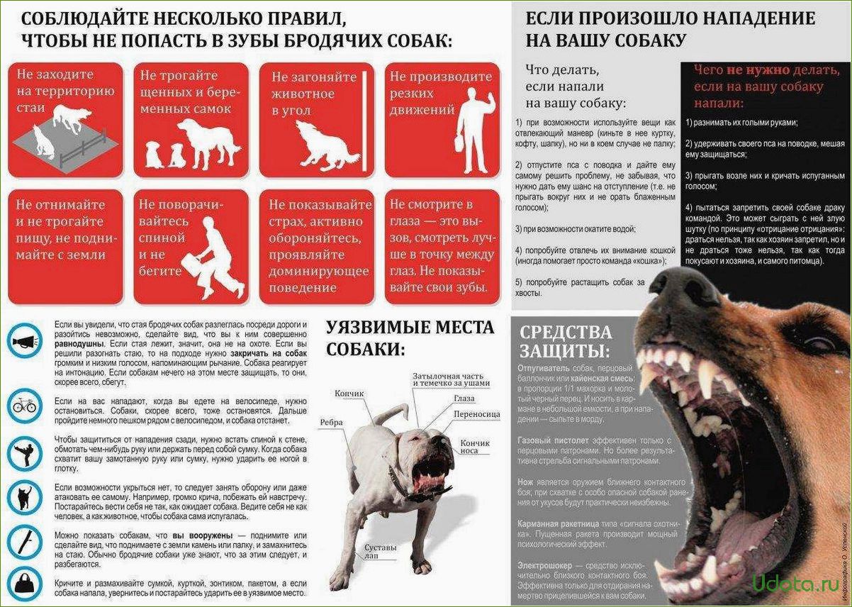 Как предотвратить нападение собаки: советы и рекомендации