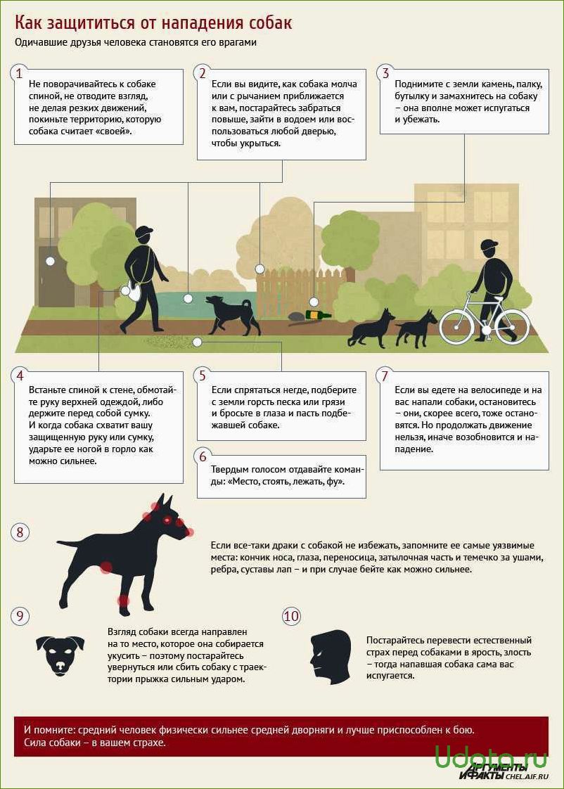 Как предотвратить нападение собаки: советы и рекомендации