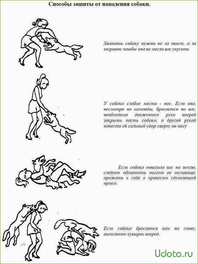 Как предотвратить нападение собаки: советы и рекомендации