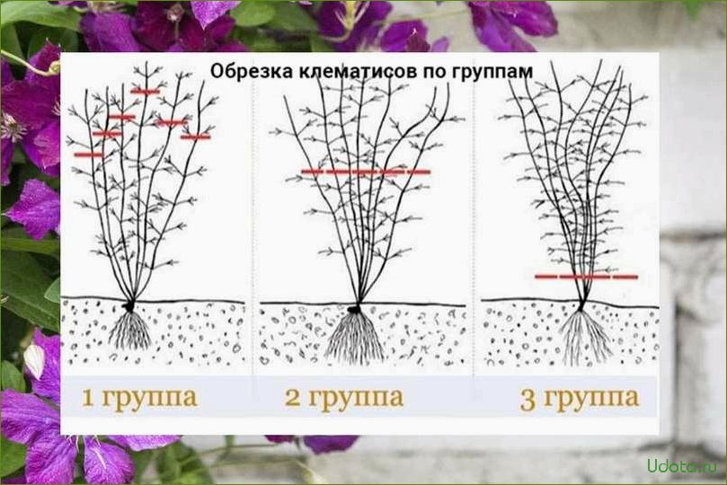 Разделение клематисов на три группы в ландшафтном дизайне: правила обрезки и ухода за ними