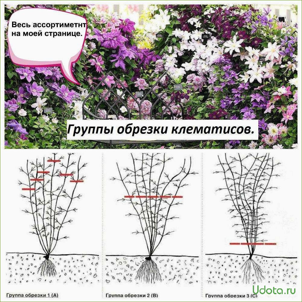 Разделение клематисов на три группы в ландшафтном дизайне: правила обрезки и ухода за ними