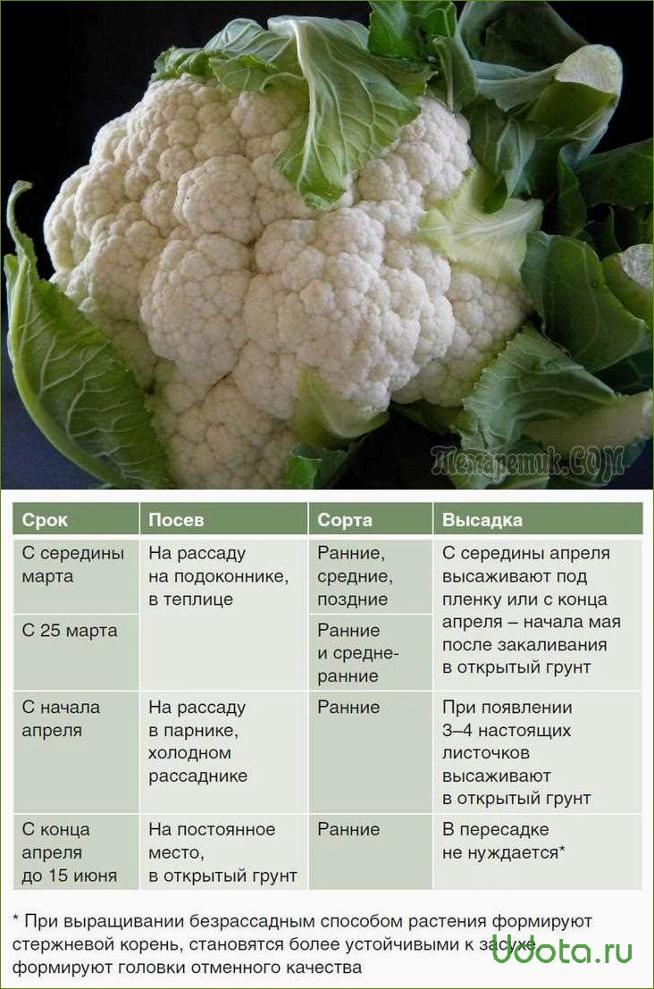 Когда высаживать цветную капусту на рассаду