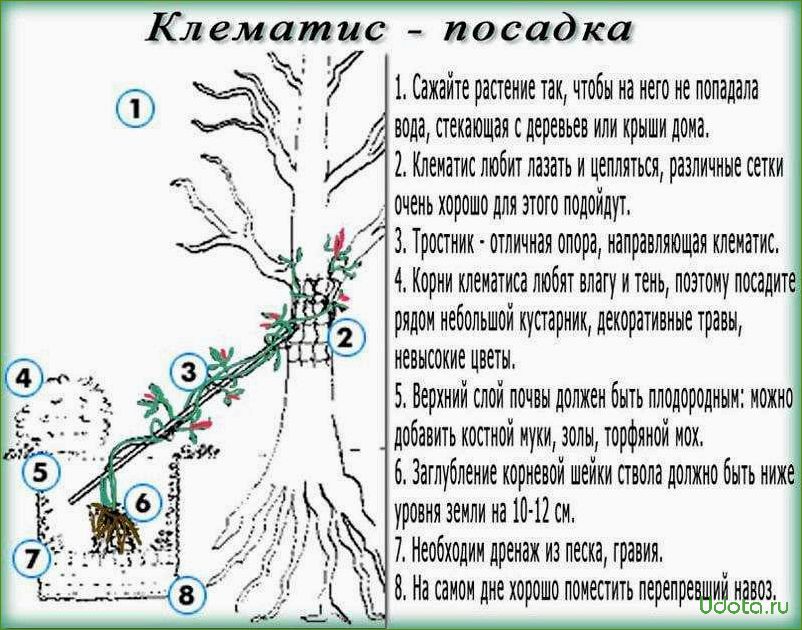 Посадка клематисов: советы и рекомендации