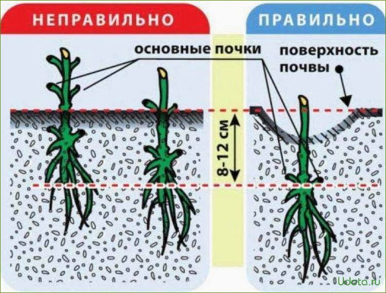 Посадка клематисов: советы и рекомендации