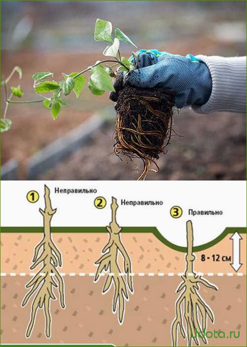 Посадка клематисов: советы и рекомендации