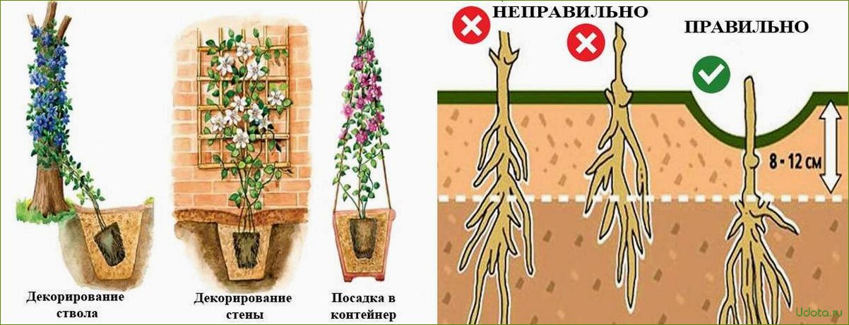 Посадка клематисов: советы и рекомендации