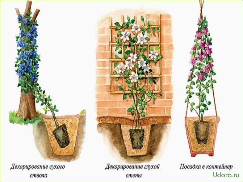 Посадка клематисов: советы и рекомендации
