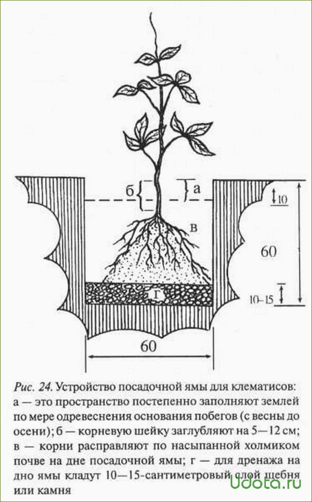 Клематис какая почва