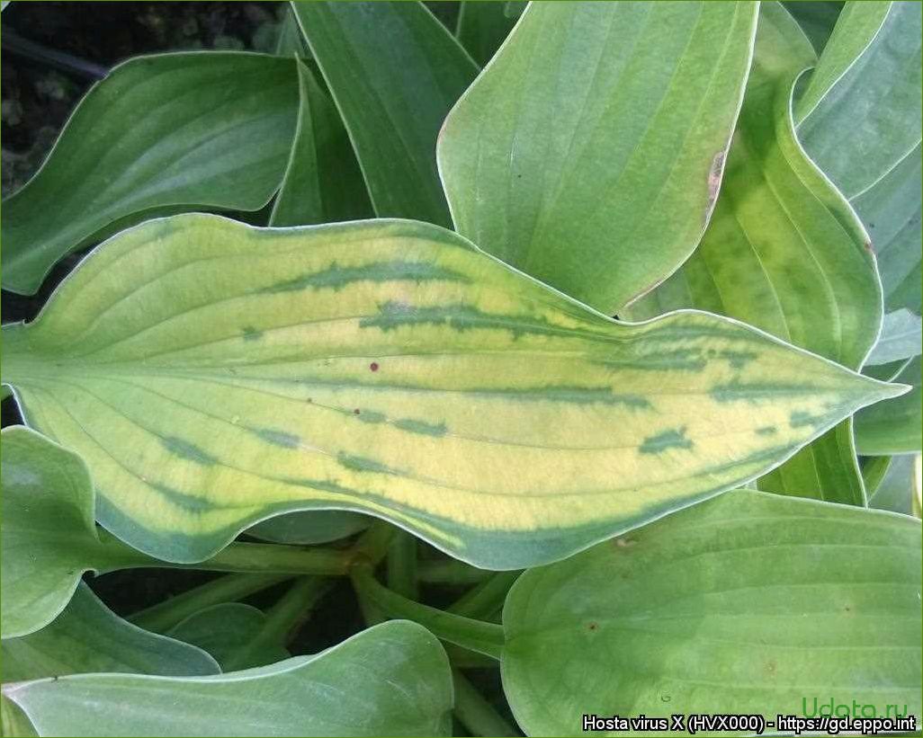 Проверить хосты. Хоста вирус HVX. Хосты вирус Hosta x Hosta virus x. Хоста Икс Рей. Голд стандарт Хоста вирус.