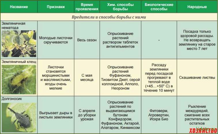 5 эффективных народных средств от насекомых-вредителей и болезней