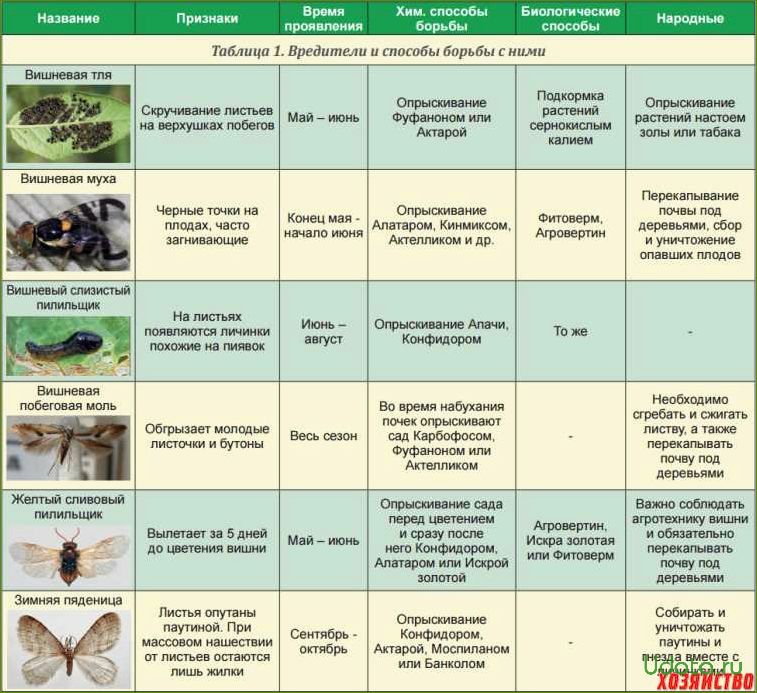 5 эффективных народных средств от насекомых-вредителей и болезней