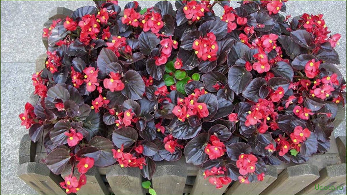 Ballarats Begonias