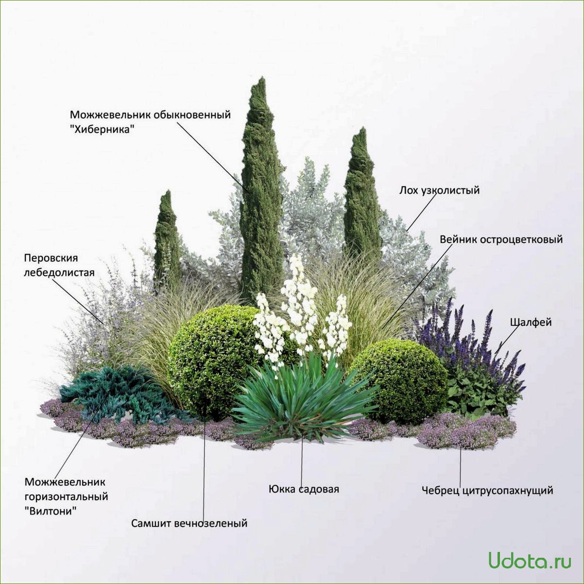 Круглая клумба с хвойниками и многолетниками схема и описание