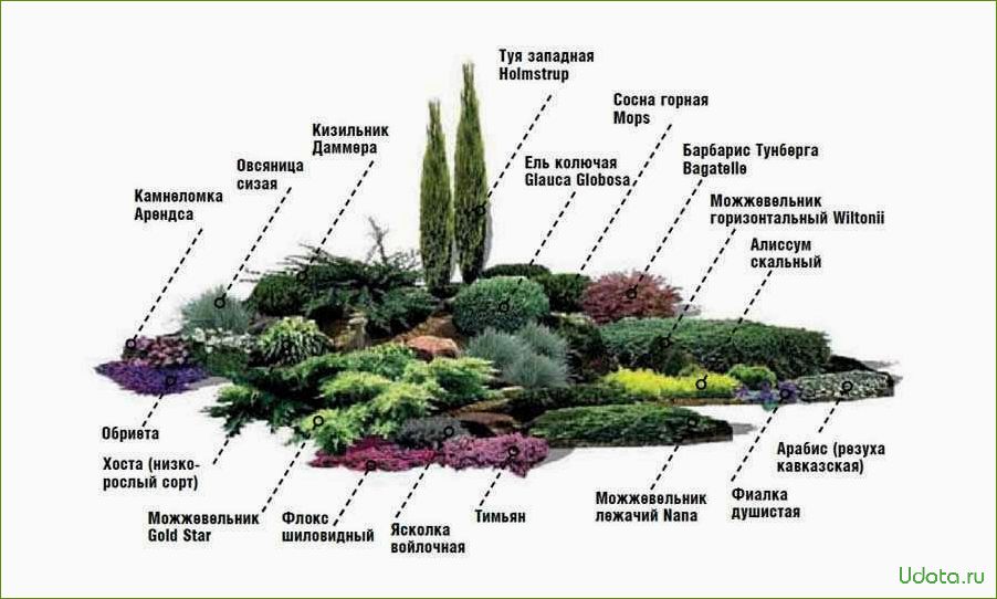 Как создать альпийскую горку с хвойниками: схемы устройства и особенности выбора растений