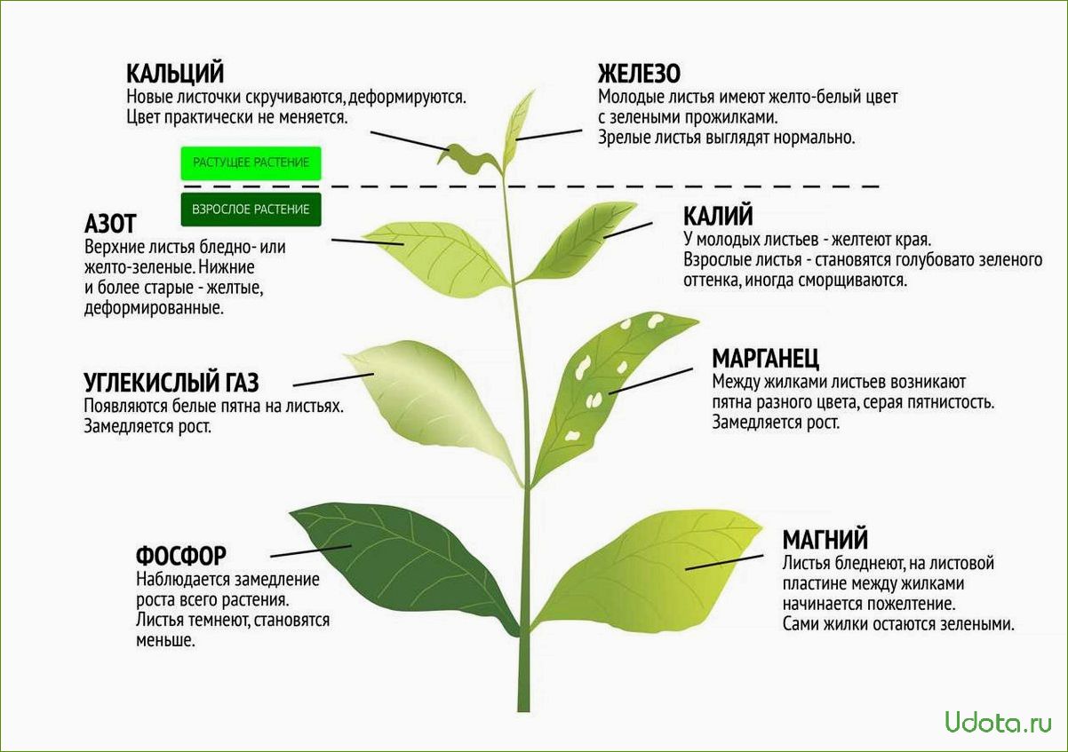 Какая рассада может скоро оказаться в дефиците