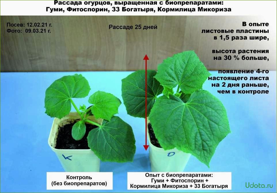 Какая рассада может скоро оказаться в дефиците