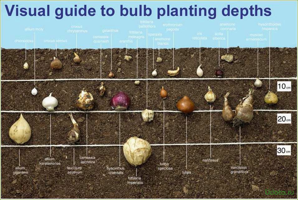 Когда и как правильно сажать тюльпаны, нарциссы, лилии, крокусы и другие луковичные осенью