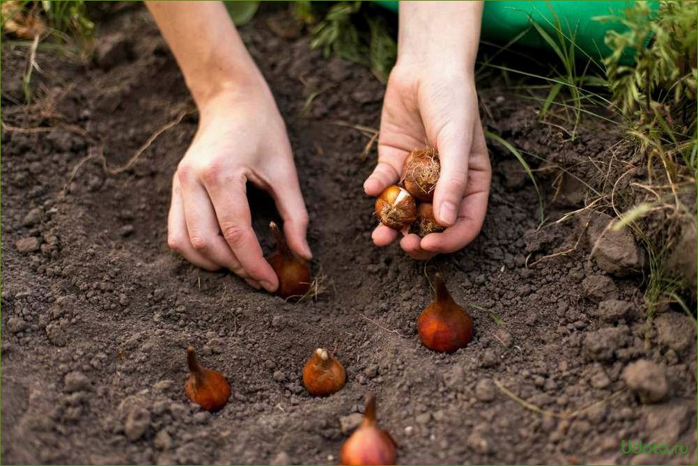 Луковичные растения для осенней посадки