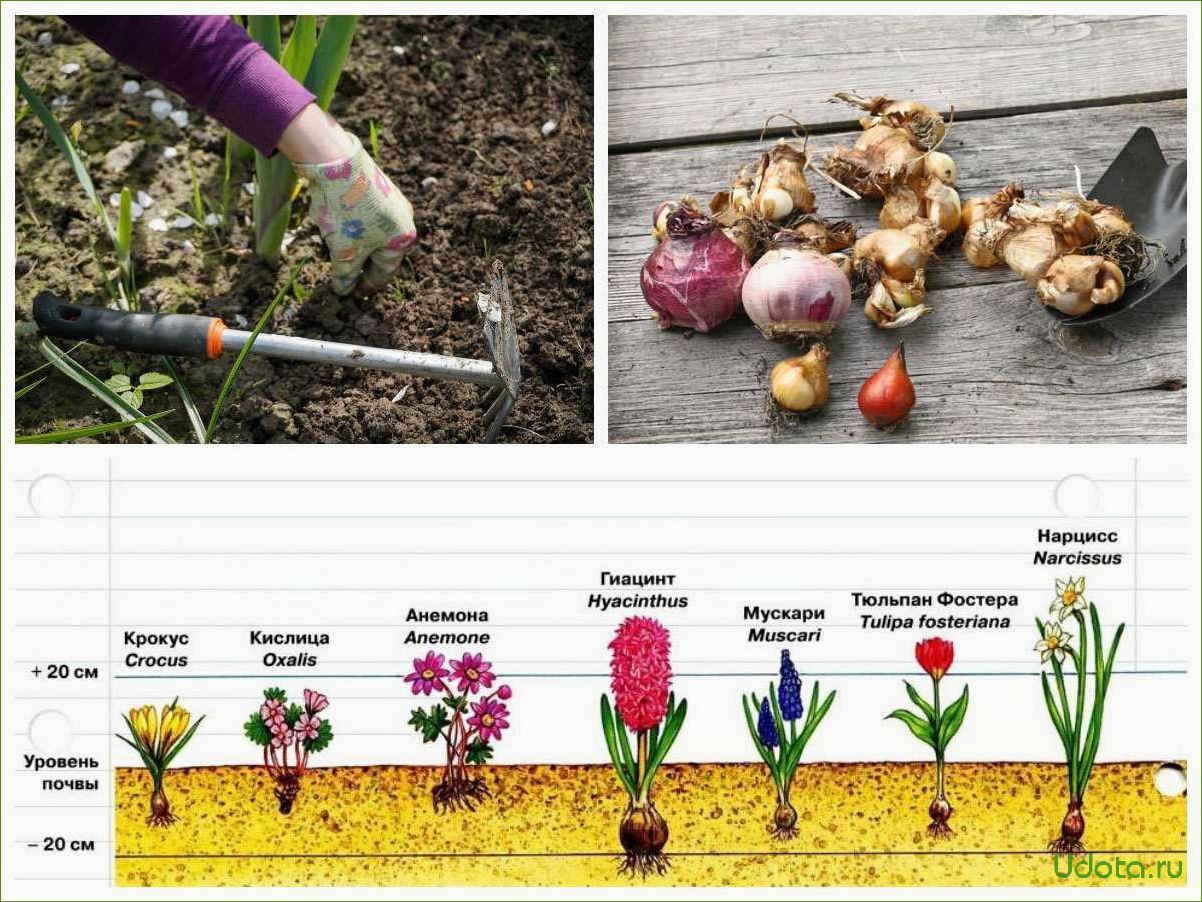 Тюльпаны когда выкапывать луковицы и высаживать. Таблица глубины посадки луковичных. Посадка луковичных. Глубина посадки луковичных. Глубина посадки луковичных цветов.