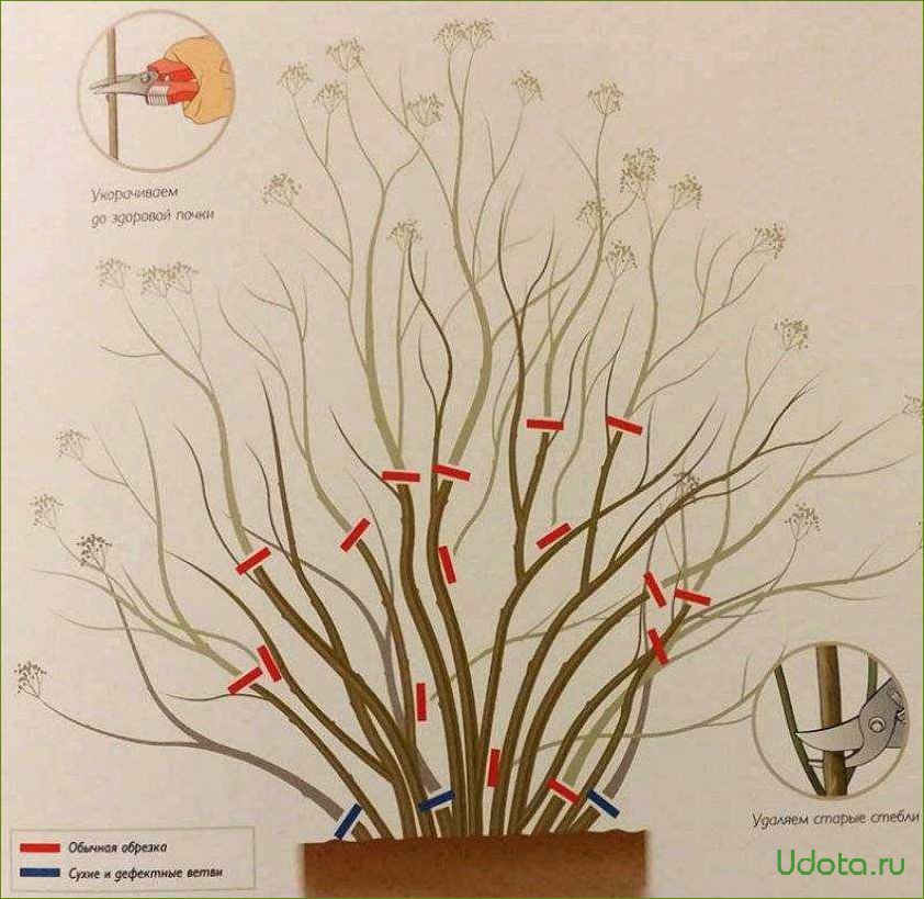 Обрезка спиреи летнего срока цветения