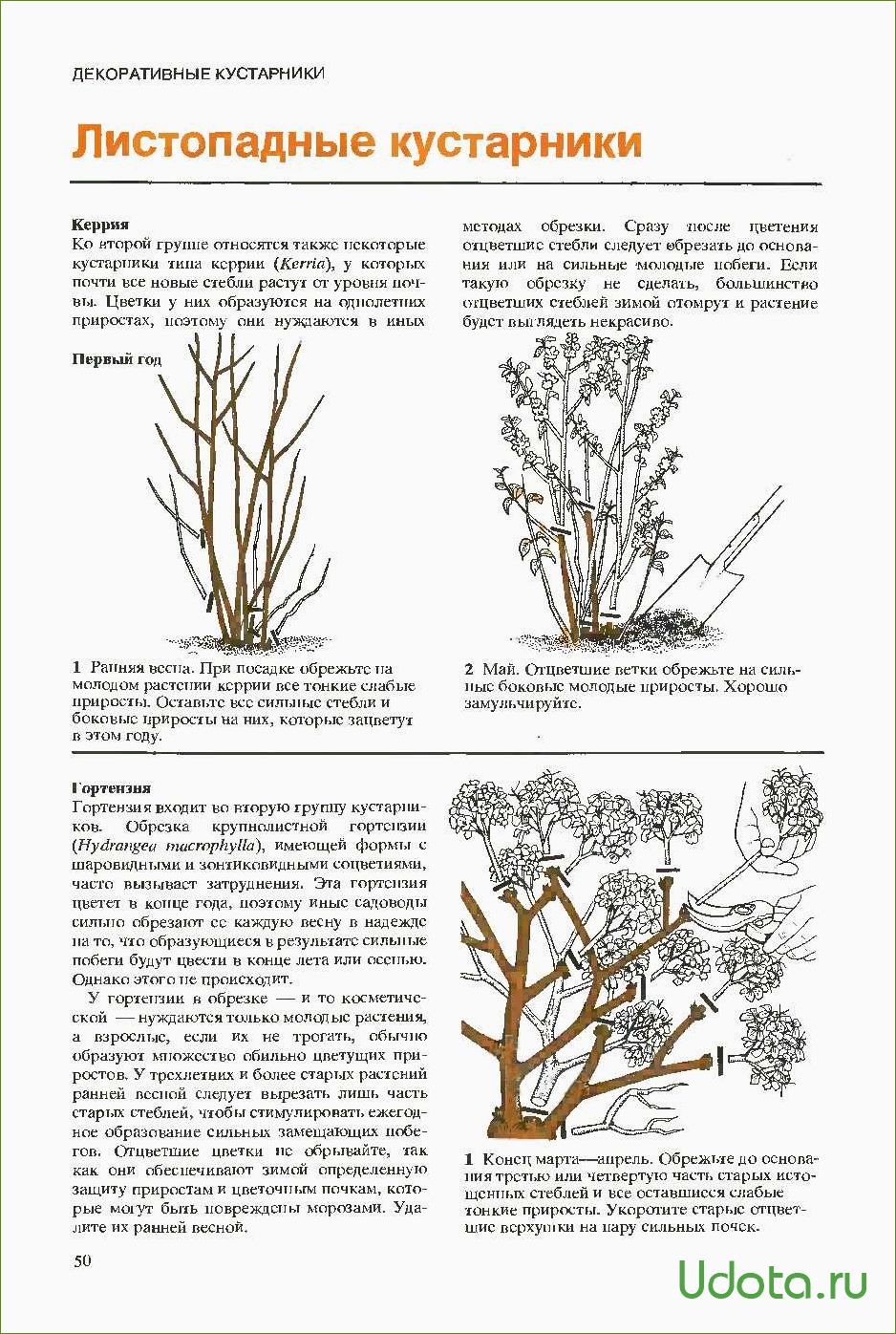 Обрезка спиреи летнего срока цветения