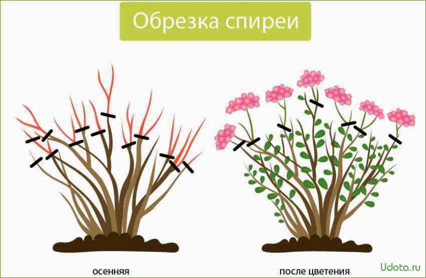 Обрезка спиреи летнего срока цветения