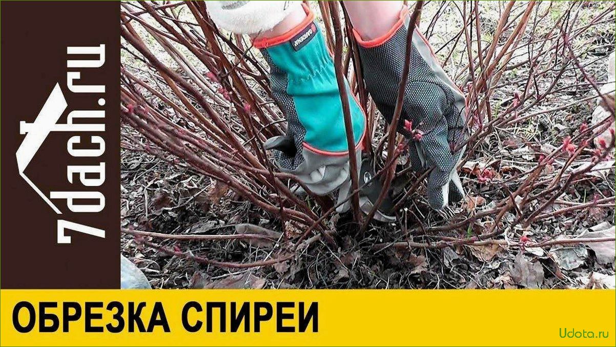 Обрезка спиреи летнего срока цветения