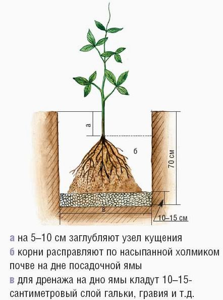 Посадка клематисов