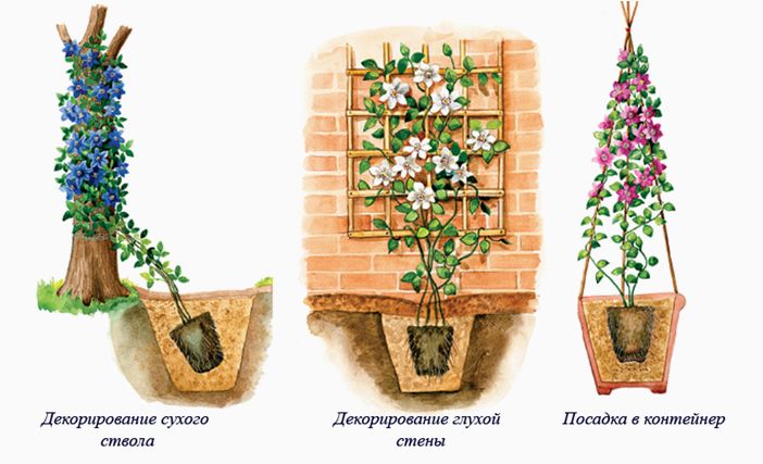 Посадка клематисов