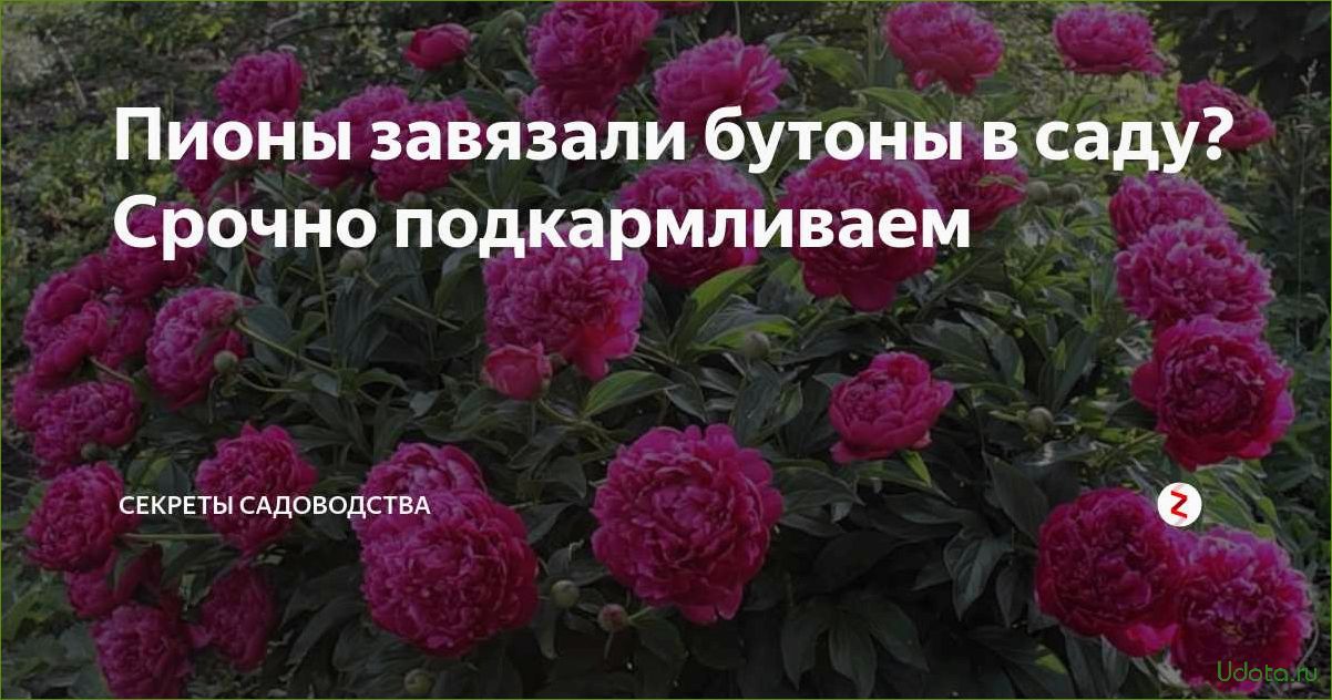 5 секретов пышного цветения пионов: что надо сделать уже сегодня?