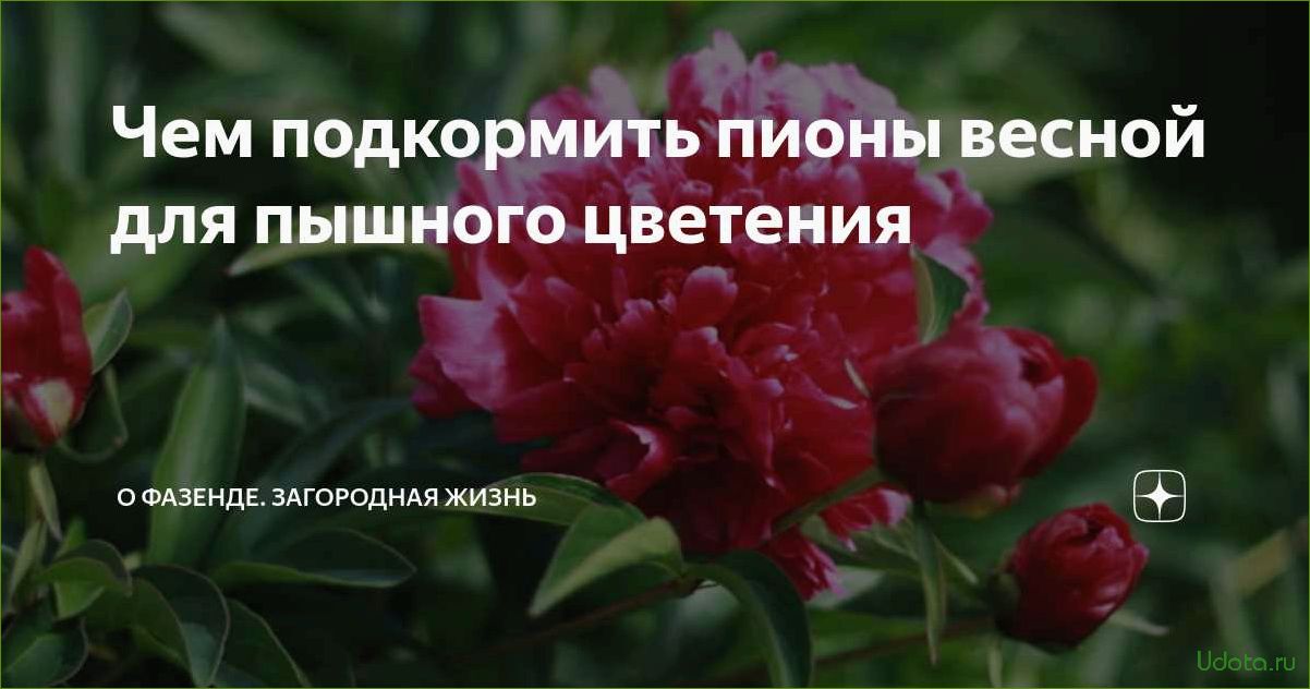 Чем подкормить пионы ранней весной после зимы. Удобрение для пионов. Пионы подкормка весной. Удобрение для пионов весной. Удобрять пионы весной.