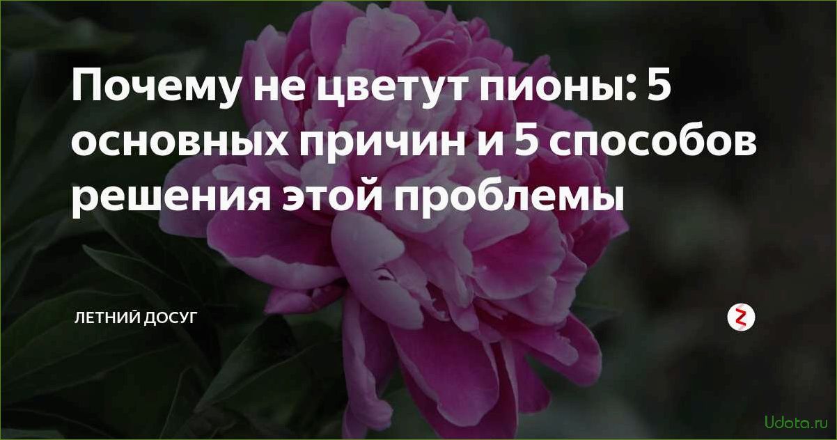 5 секретов пышного цветения пионов: что надо сделать уже сегодня?