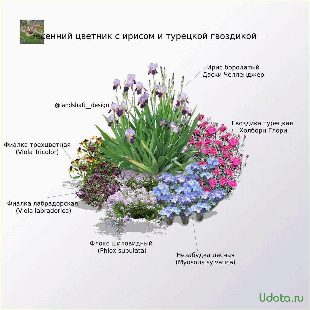 7 весеннецветущих видов анемон для посадки в цветники