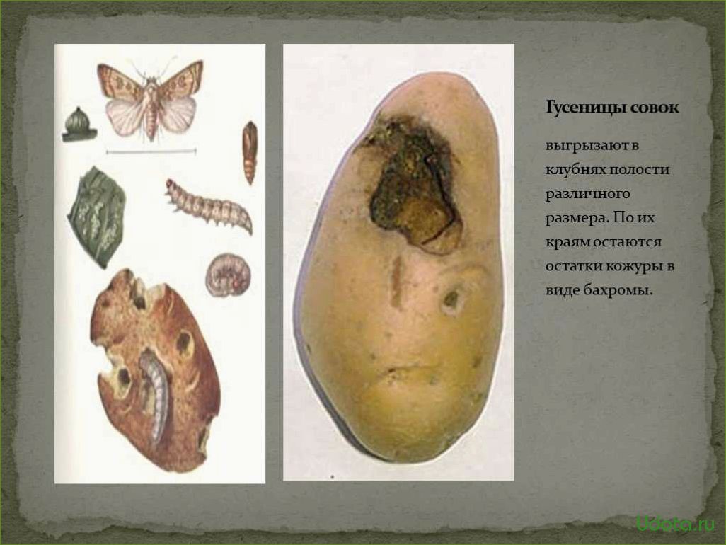 Болезни и вредители картофеля: фото, план спасения урожая