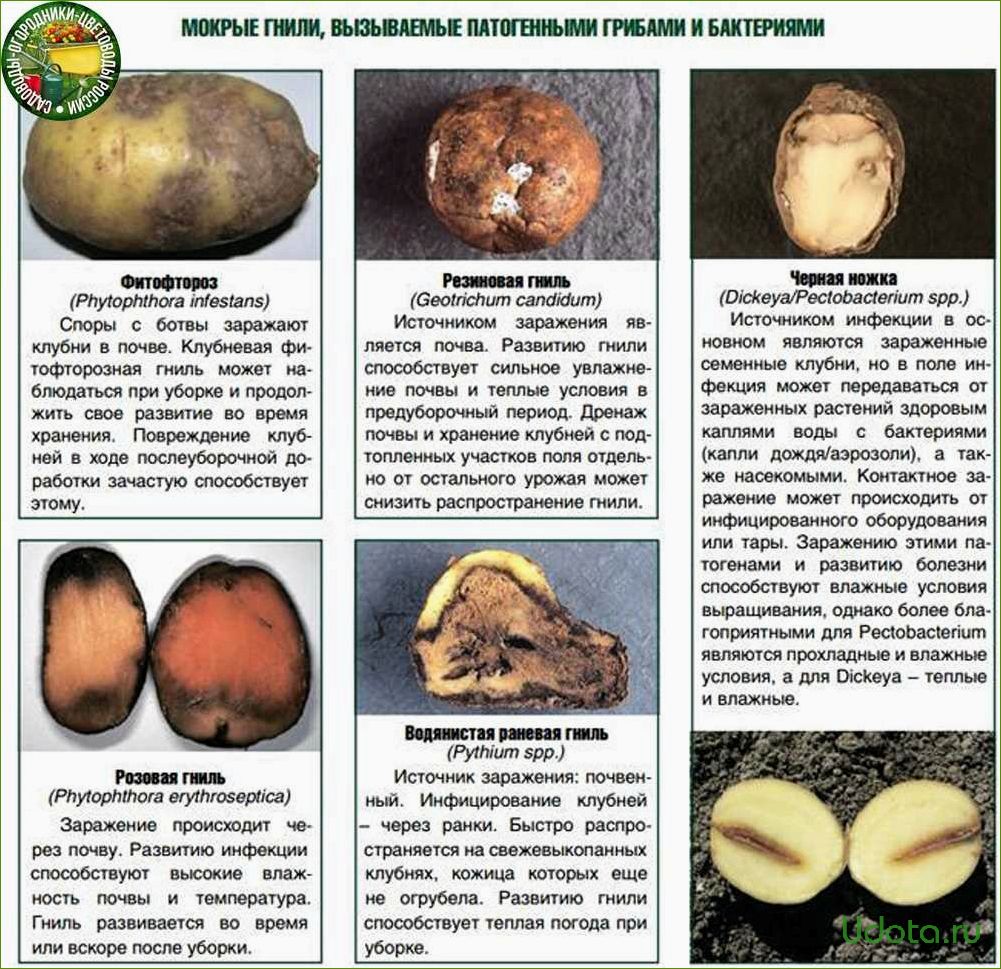 Болезни и вредители картофеля: фото, план спасения урожая