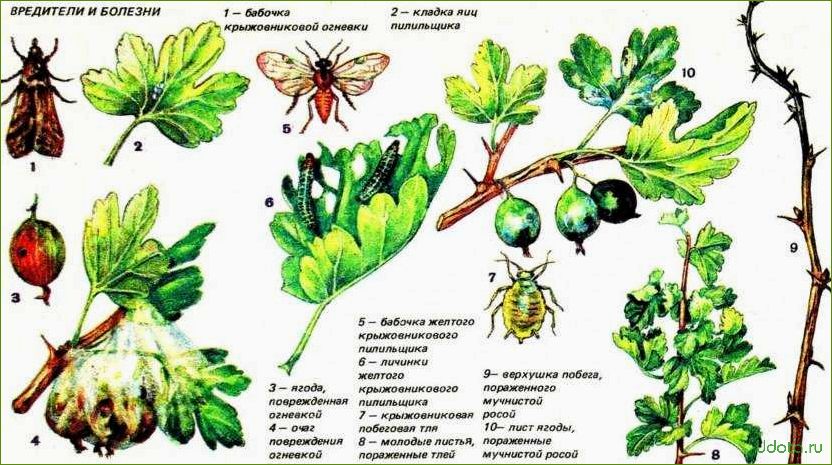 Болезни и вредители смородины и крыжовника