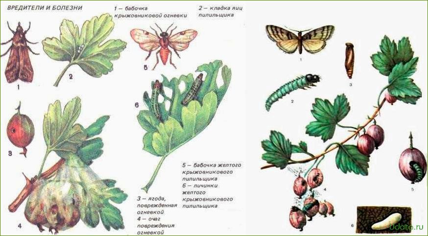 Болезни и вредители смородины и крыжовника