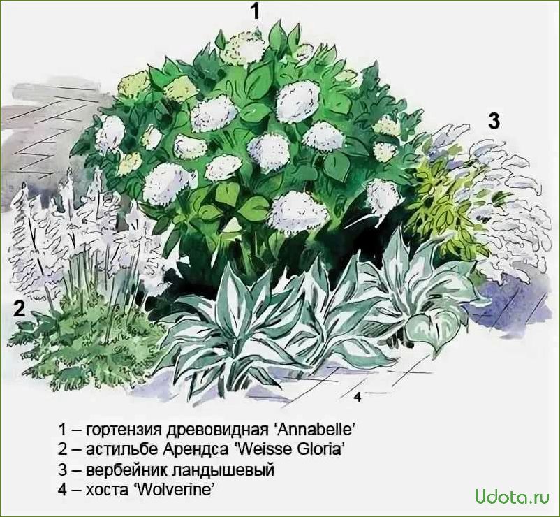 Гортензии в ландшафтном дизайне: виды, схемы посадки и уход