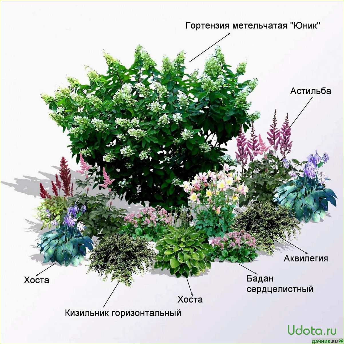 Схемы посадки хвойных композиций с гортензией