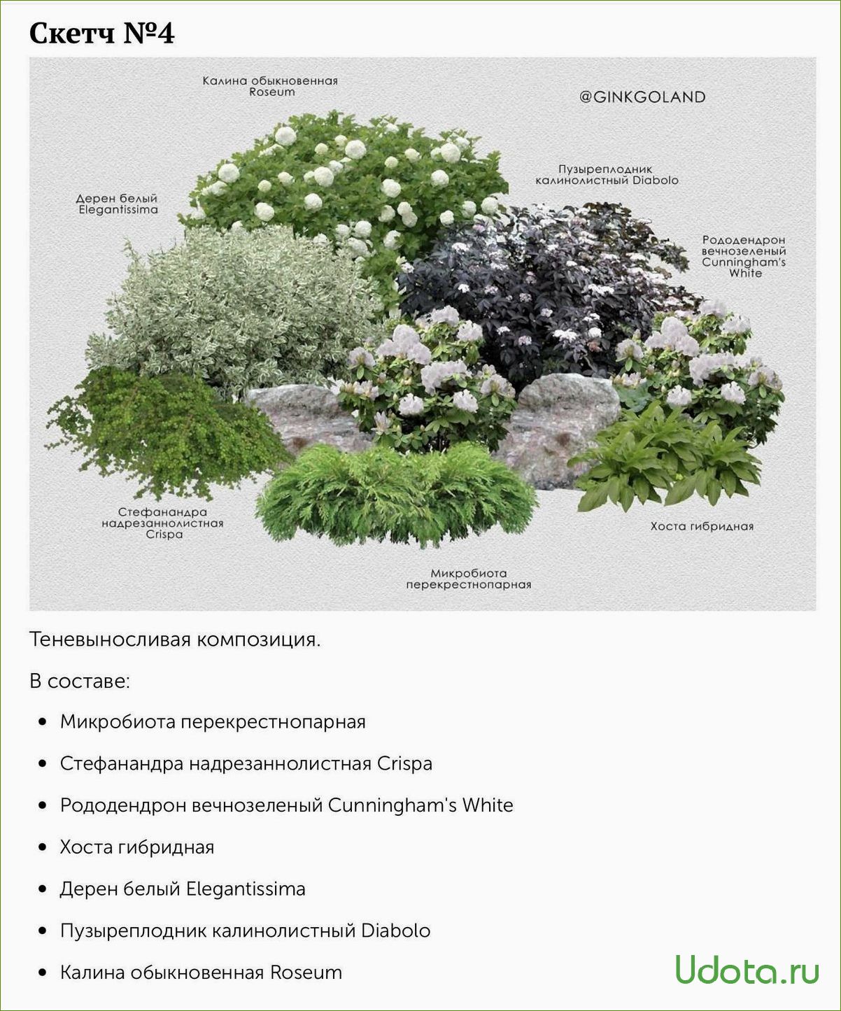 Схема посадки гортензии и туи