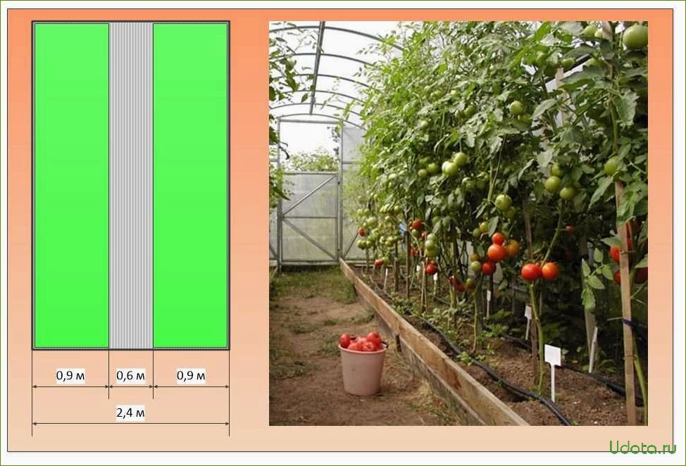 Помидоры в теплице 3 на 4. Грядки в теплице 3 на 4. Теплица 3х4 расположение грядок. Теплица 3 на 6 расположение грядок. Помидорные грядки в теплице.